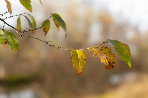 stock image Mystical Path Through the Autumn Forest