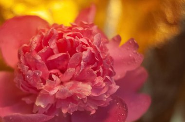 Bahçedeki güzel çiçek