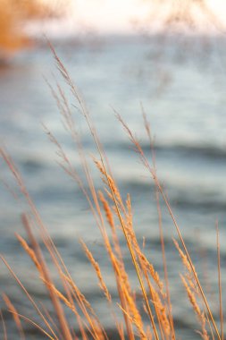 Ormanda güzel bir gün batımı