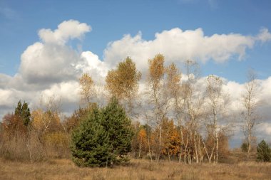 Sonbahar manzarası, sarı yapraklar ve arka planda ağaçlar, güzel doğa.