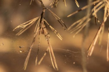 Ağaçtaki örümceğin yakın plan fotoğrafı.