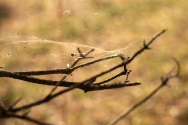 Ormandaki ağaç dallarında örümcek ağı