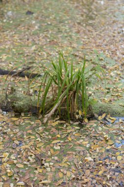 Ormanda sarı yaprakları olan küçük bir gölet. yüksek kaliteli fotoğraf