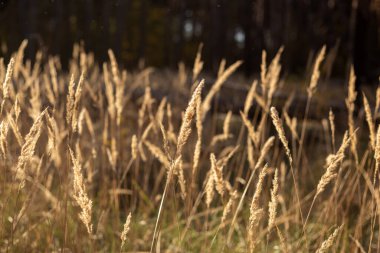 Ormandaki kuru otlar. Sonbahar manzarası.