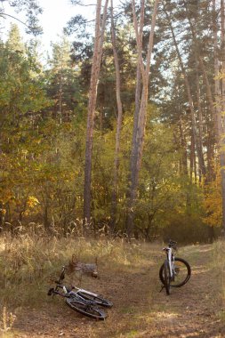 Ormanda bisiklet. Ormanda sonbahar mevsimi