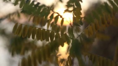 Güzel botanik fotoğrafı, doğal duvar kağıdı.