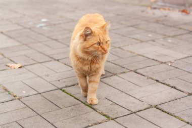 Bahçedeki kırmızı kedi. yüksek kaliteli fotoğraf