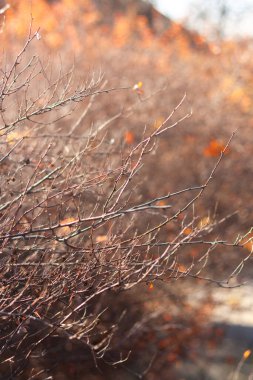 Sonbahar yaprakları, sonbahar bitkileri