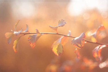 Sonbahar yaprakları, sonbahar çiçekleri ve yapraklar.