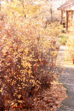 Parkta sonbahar yaprakları