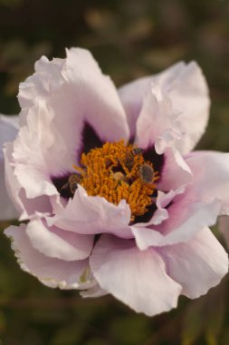 Güzel çiçekler, çiçek konsepti