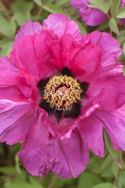 Bahçedeki güzel pembe çiçek