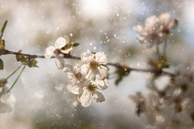 İlkbaharda kiraz çiçekleri