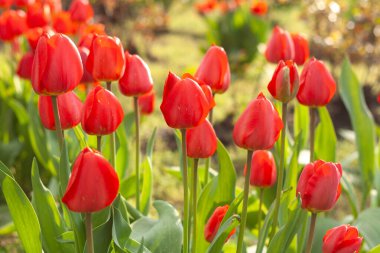 Bahar bahçesinde laleler