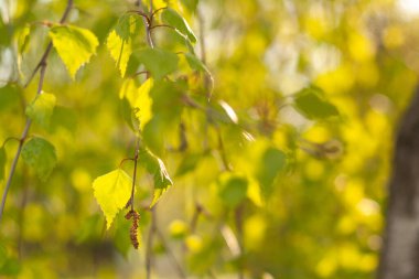 parkta güzel sonbahar yaprakları