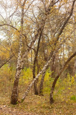 Parktaki sonbahar ormanı. Güzel sonbahar manzarası. renkli ağaçlar.