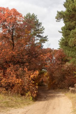 sonbahar renkleri ve ağaçları