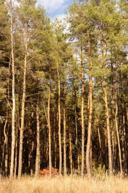 Çam ağacı ormanı Sonbahar mevsiminde güneşli bir günde