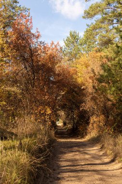 Ormanda ağaçların olduğu güzel sonbahar manzarası
