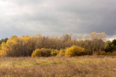 Ekim 'de ormandaki renkli ağaçlarla sonbahar manzarası, sonbahar mevsiminde doğa parka düşer..