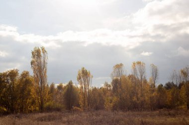 Ağaçlar ve yapraklarla dolu sonbahar manzarası
