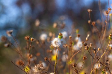 Güzel botanik fotoğrafı, doğal duvar kağıdı.