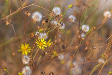 Yakın - güzel kır çiçeklerinin manzarası
