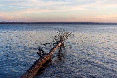 Göldeki Ağaç Dalları