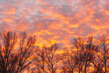 Güzel günbatımı gökyüzü ve arka planda ağaçlar