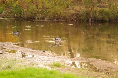 ducks on the lake in the forest