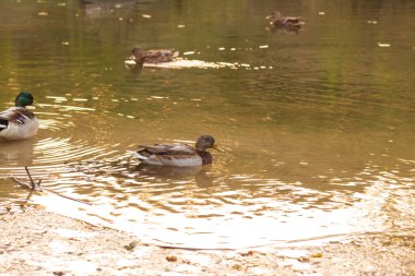 Güz Nehri Huzuru: Ördekler Altın Sonbahar Yansımaları Arasında Kayıyor
