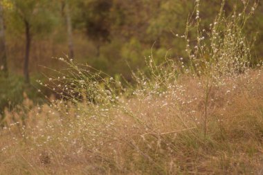 Doğada beyaz çiçek.