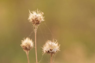 Güzel botanik fotoğrafı, doğal duvar kağıdı.