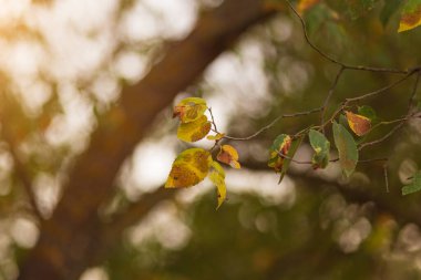 Ağaç dallarındaki güzel sarı sonbahar yapraklarının manzarasını kapat