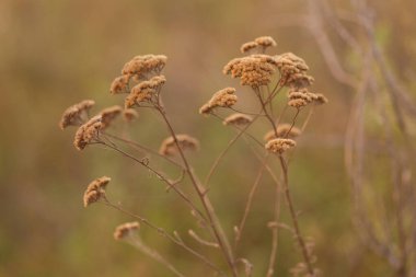 Bir tarladaki vahşi bitkilerin güzel bir görüntüsü.