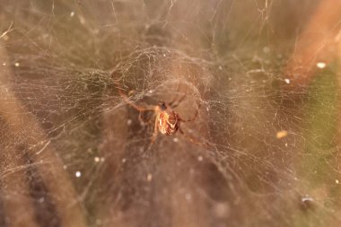 Çimlerin üzerinde örümcek ağı