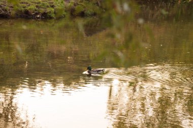 Gölde küçük bir ördek