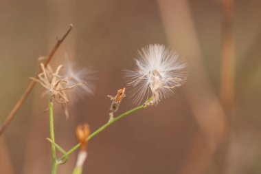 Doğada karahindiba çiçeği, doğa bitki örtüsü ve fauna