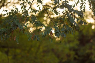 Ağacın yeşil yaprakları, doğa bitki örtüsü