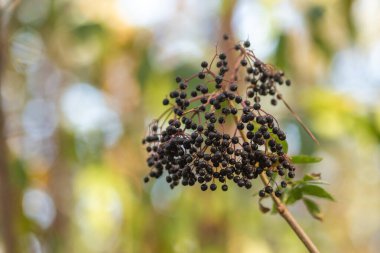 Bahçedeki dalda siyah frenk üzümü..