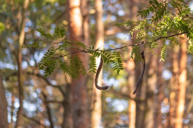 Parktaki bir ağaca tırmanan genç bir adam.