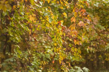 Ormanda sonbahar yaprakları. Doğa geçmişi. Sonbahar sezonu.