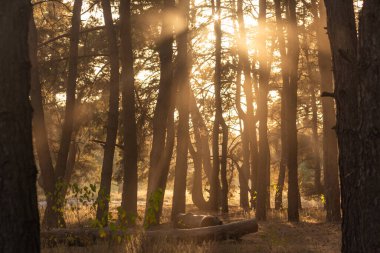 Ormanda güzel bir gün doğumu