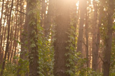 Ağaçlar ve yapraklarla dolu güzel bir sonbahar ormanı