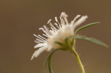 Bulanık arkaplanda beyaz pofuduk çiçekler