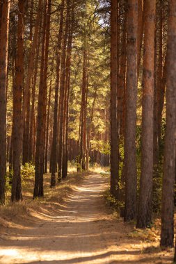 Ağaçlı orman yolu. sonbahar ormanı