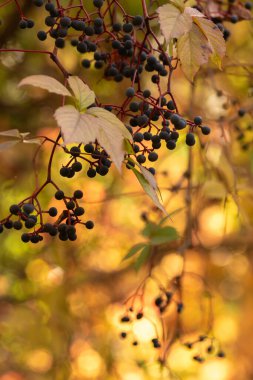 Ağaçtaki üzümlerin dikey yakın çekimi.