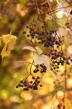 Bahçedeki ağaçta kırmızı meyveler