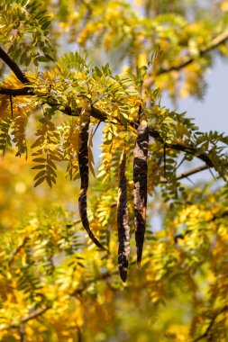 Doğadaki bir ağacın sonbahar renkleri, yakın görünüm, sonbahar arka planı, doğa, sonbahar, sonbahar, sonbahar mevsimi, doğa, yapraklar.