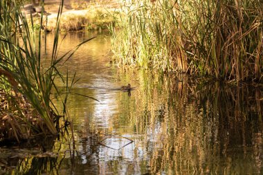 Güzel göl manzarası
